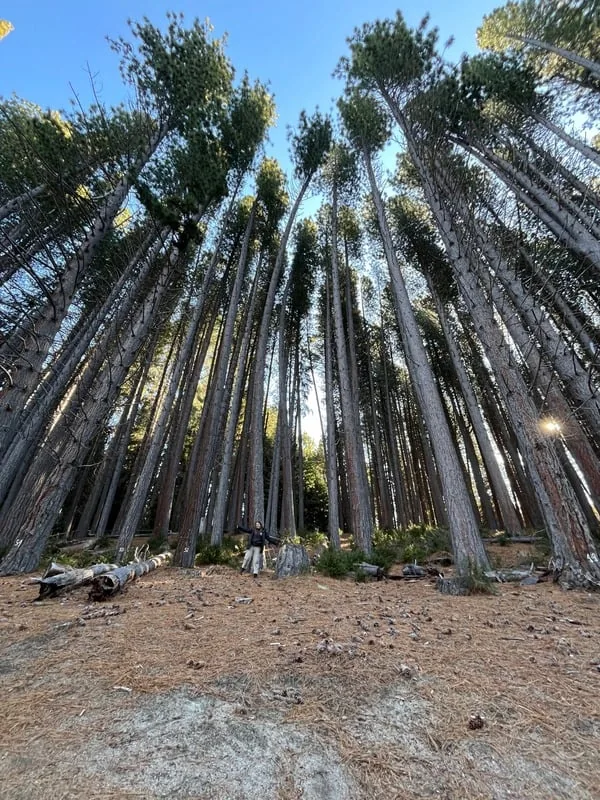 Bosque fotografiado para contenido turístico